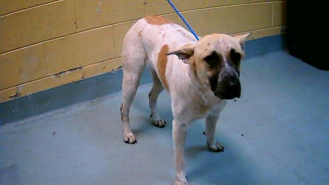 TAMI - Australian Cattle Dog/Blue Heeler available for adoption