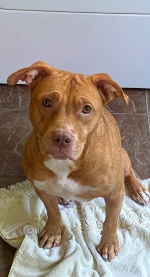 HONEY - Pit Bull Terrier available for adoption