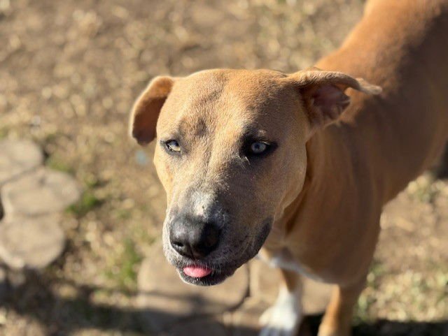 CALI - Pit Bull Terrier available for adoption