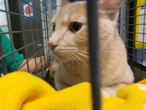 PUMKIN EXPRESSO - Domestic Short Hair available for adoption
