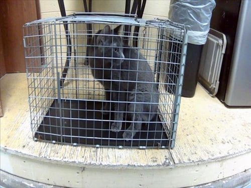 COMPUTA - Domestic Short Hair available for adoption