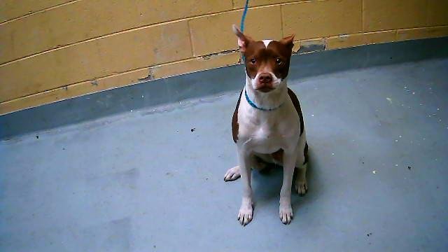 ROCKY - American Pit Bull Terrier available for adoption