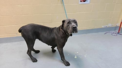 BELLA CHOW - Cane Corso Mastiff available for adoption