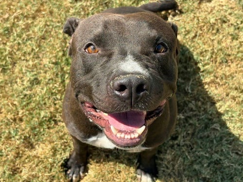 BLUE - Pit Bull Terrier available for adoption