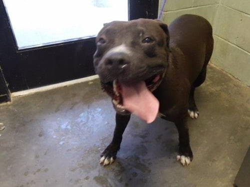 BLUE - Pit Bull Terrier available for adoption