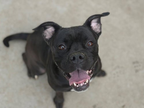 MEATBALL - American Bulldog available for adoption