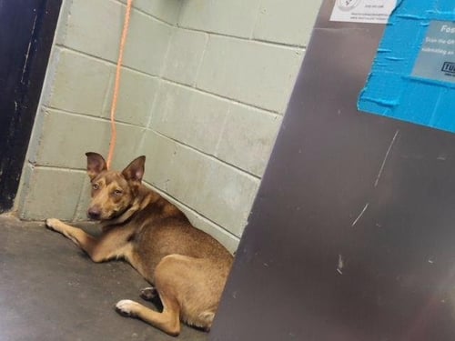 MELLY - German Shepherd Dog available for adoption
