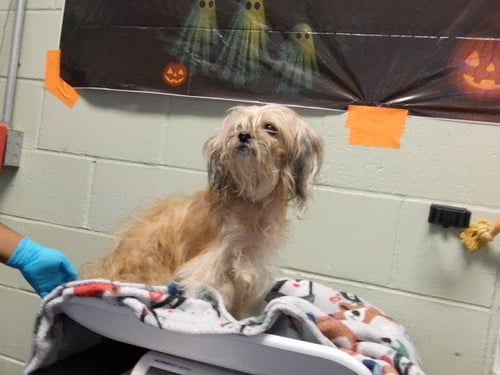 BELLA - Maltese available for adoption