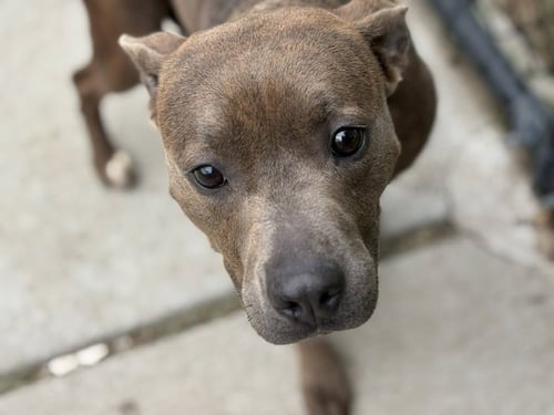REESE - Pit Bull Terrier available for adoption
