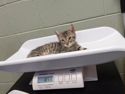 A184512 - Domestic Short Hair available for adoption