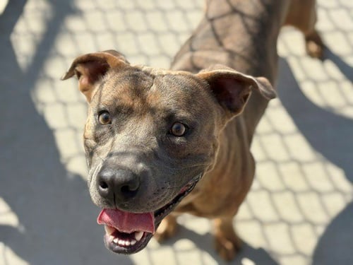 LOKI - Pit Bull Terrier available for adoption