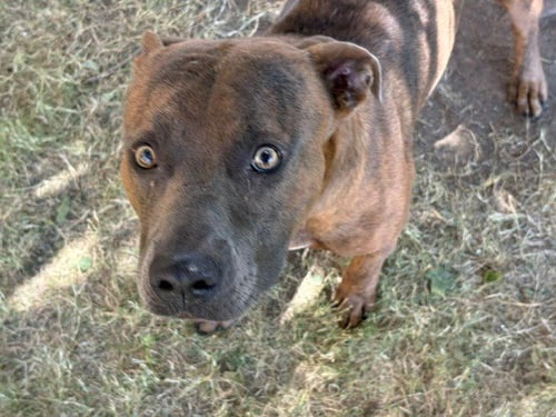 LOKI - Pit Bull Terrier available for adoption