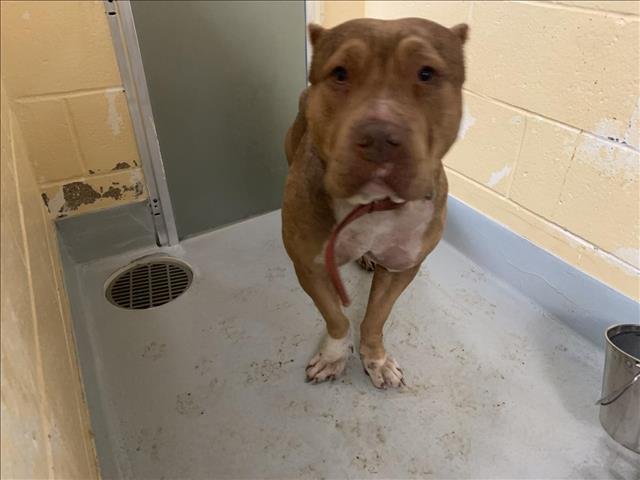 TONYA - Pit Bull Terrier available for adoption