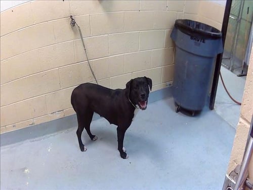 LELIA - Pit Bull Terrier available for adoption