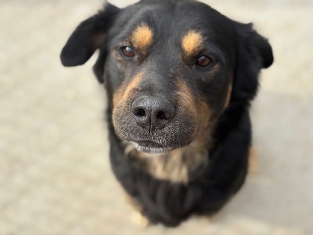 BRICK - Australian Shepherd available for adoption