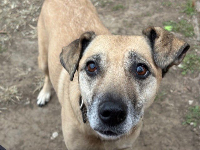 TAWNY - Pit Bull Terrier available for adoption