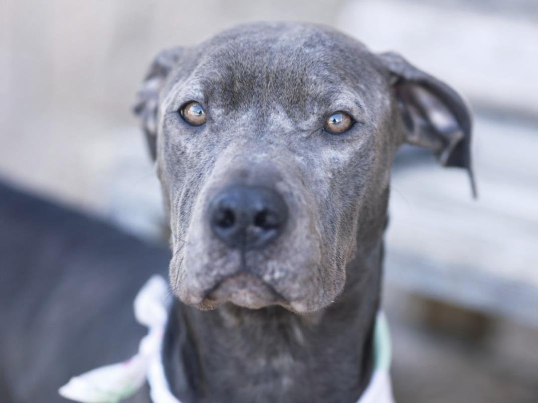 CAPTAIN MARVEL - Pit Bull Terrier available for adoption