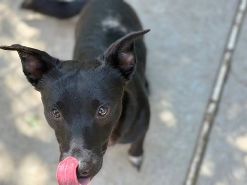 DON - Pit Bull Terrier available for adoption