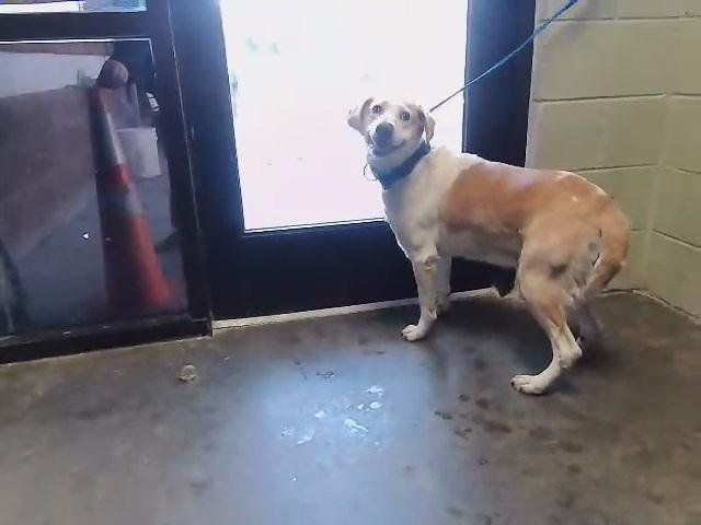 ZEUS - Beagle available for adoption