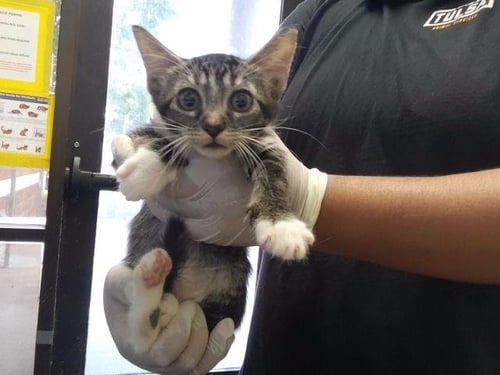 A184811 - Domestic Short Hair available for adoption
