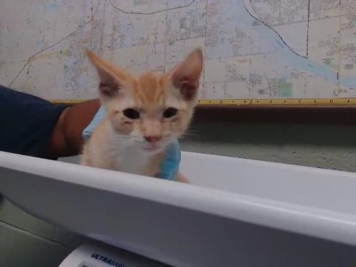 GLENDALE - Domestic Short Hair available for adoption