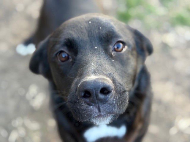 TEXAS - Labrador Retriever available for adoption