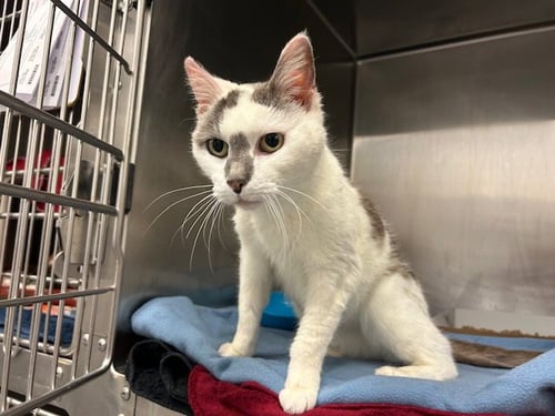 CLEO - Domestic Short Hair available for adoption