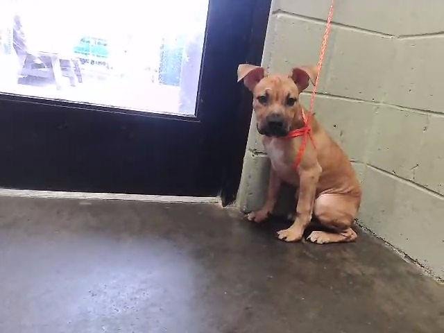 RUGBEE - Pit Bull Terrier available for adoption