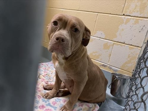 ROSE - Pit Bull Terrier available for adoption