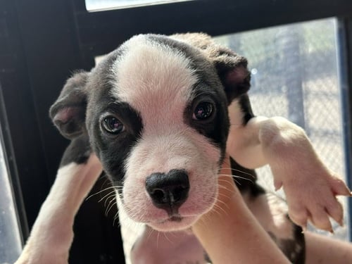 BRIAN - Pit Bull Terrier available for adoption