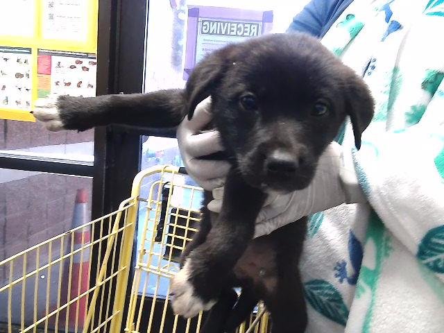 WAFFLE - Labrador Retriever available for adoption