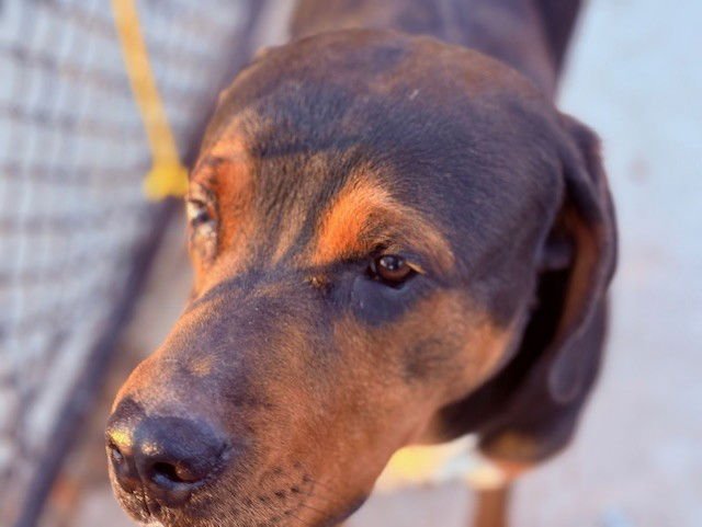 ARTHUR - Rottweiler available for adoption