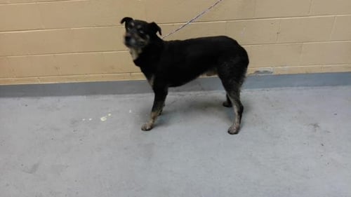 TONY - Rottweiler available for adoption