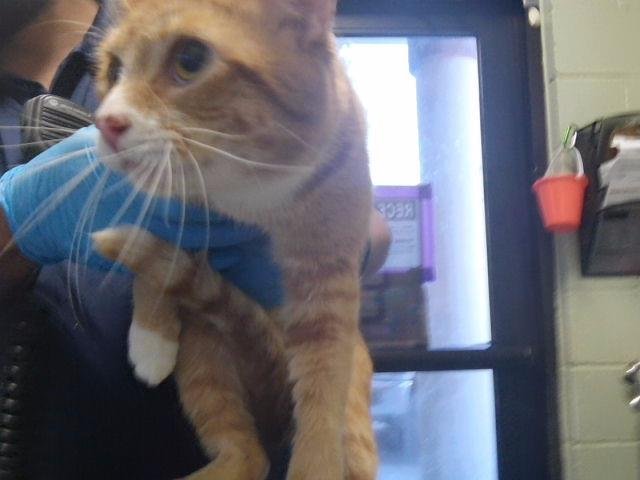 CHEETO Image