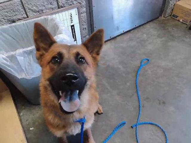 TEDDY - Belgian Shepherd Malinois available for adoption