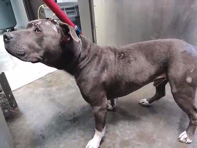 SNOOP - Pit Bull Terrier available for adoption