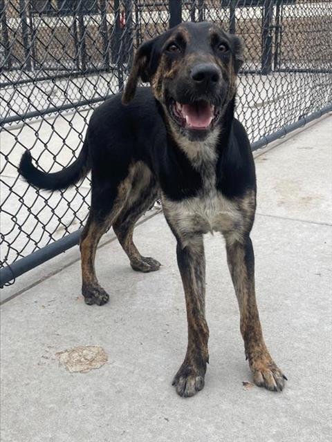 LEMON - Black and Tan Coonhound available for adoption