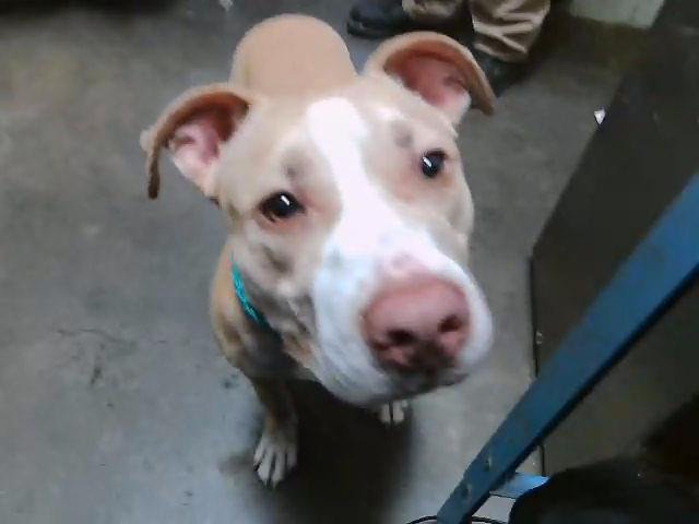 CHERRY - Pit Bull Terrier available for adoption