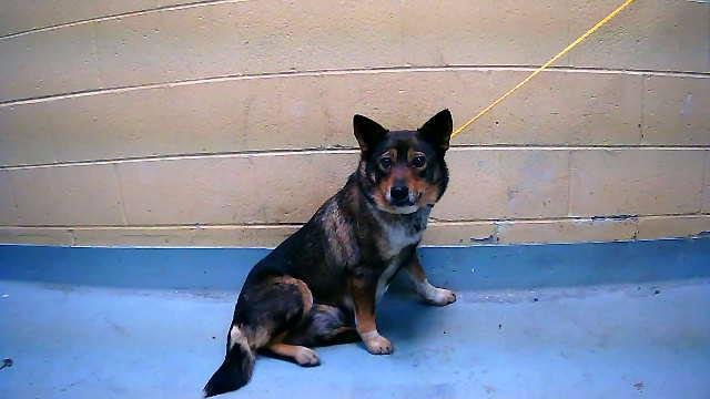 ZION - Australian Kelpie available for adoption