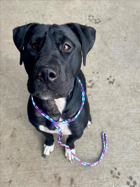 SOCKS - Chinese Shar-Pei available for adoption