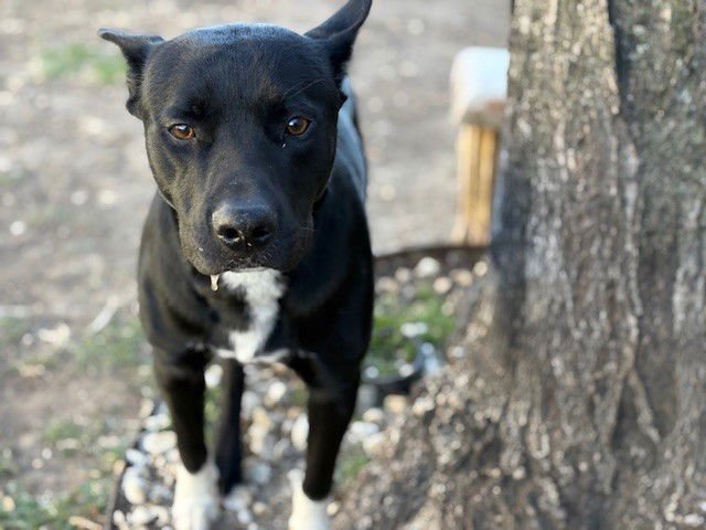 MR. CHILL - German Shepherd Dog / Pit Bull Terrier available for adoption