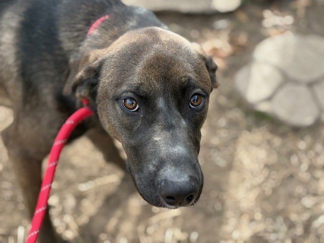 BUBBA - Dutch Shepherd available for adoption