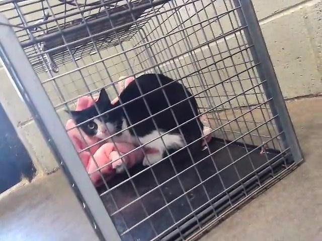 TALIA - Domestic Short Hair available for adoption