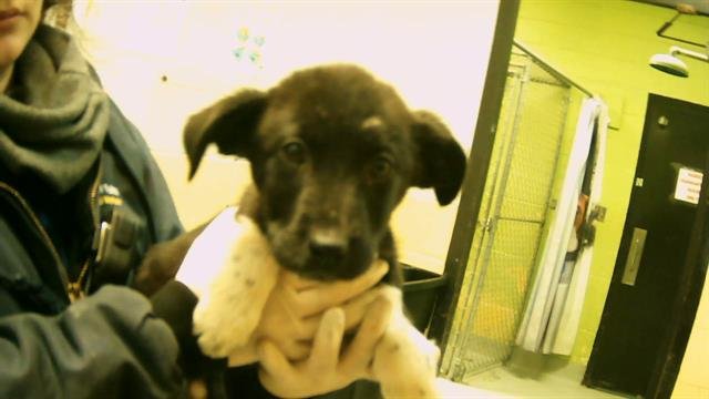 TOPSEY - Labrador Retriever available for adoption