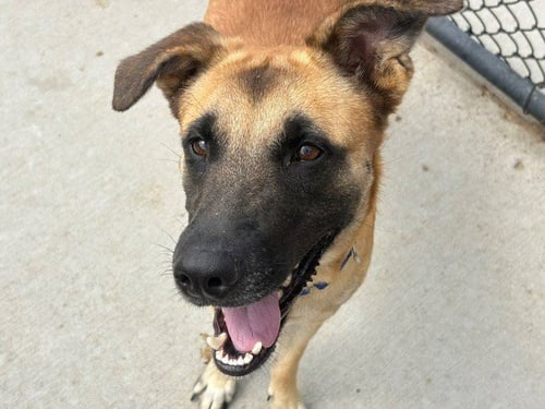 SPUD - Anatolian Shepherd available for adoption