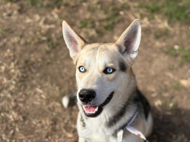 ALASKA - Siberian Husky available for adoption