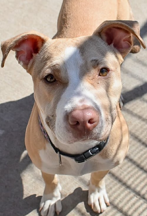 CHERRY - Pit Bull Terrier available for adoption