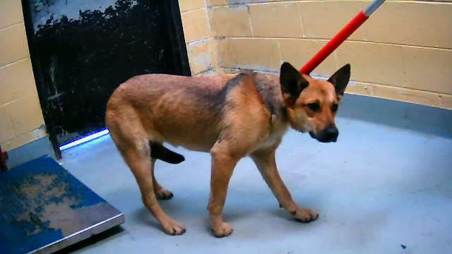 DORA - German Shepherd Dog available for adoption