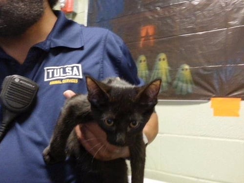 BO PEEP - Domestic Short Hair available for adoption