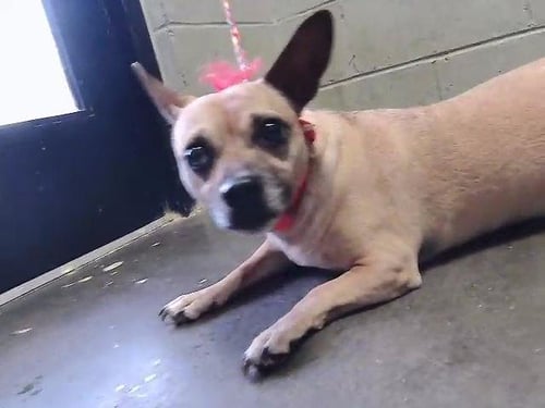 BISCUIT - Chihuahua available for adoption